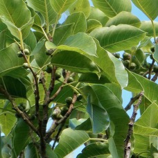Ficus densifolia .affouche.grand affouche.( avec fruits ) moraceae.endémique Réunion Maurice.jpeg