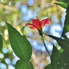 Hibiscus boryanus.foulsapate marron.mahot bâtard.malvaceae.endémique Réunion Maurice. (1).jpeg