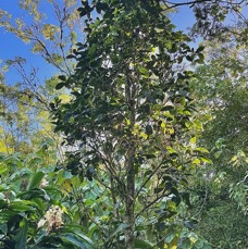 Homalium paniculatum. Corce blanc .bois de bassin.salicaceae.endémique Réunion Maurice. (1).jpeg