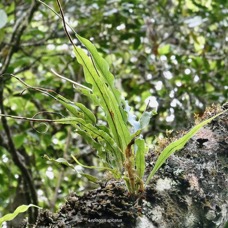 Lepisorus spicatus.Belvisia spicata.polypodiaceae.indigène Réunion..jpeg