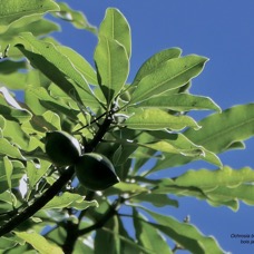 Ochrosia borbonica.bois jaune.( avec fruits )apocynaceae.endémique Réunion Maurice..jpeg