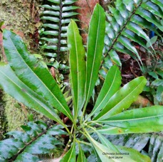 Ochrosia borbonica.bois jaune.( face supérieure des feuilles )apocynaceae.endémique Réunion Maurice..jpeg