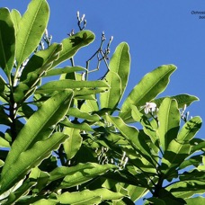 Ochrosia borbonica.bois jaune.(avec fleur et boutons floraux ).apocynaceae.endémique Réunion Maurice..jpeg