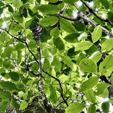 Polyscias repanda  Bois de papaye. araliaceae.endémique Réunion. (1).jpeg