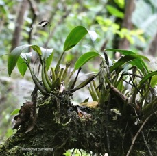 Polystachya cultriformis . ( avec fruits ) orchidaceae. indigène Réunion..jpeg