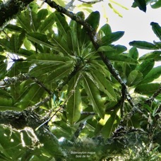 Sideroxylon majus.bois de fer.bois de fer blanc.sapotaceae.endémique Réunion. (1).jpeg
