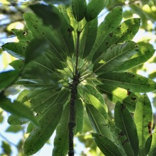 Sideroxylon majus.bois de fer.bois de fer blanc.sapotaceae.endémique Réunion. (2).jpeg