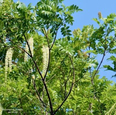 Weinmannia tinctoria.tan rouge.bois de tan.cunoniaceae.endémique Réunion. Maurice.jpeg