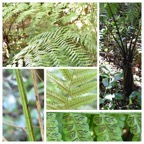 Athyrium arborescens (ex Diplazium) - ATHYRIACEAE - Endemique region malgache - 20230531_120539.jpg