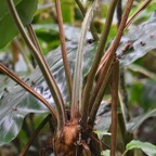 Blotiella pubescens - Fougere de laine - DENNSTAEDTIACEAE - Endemique region malgache - MB3_2384.jpg