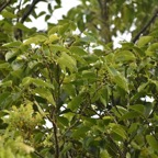 Ficus densifolia - Grand affouche - MORACEAE - Endemique Reunion Maurice - MB3_2400.jpg