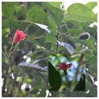 Hibiscus boryanus - Foulsapate marron - MALVACEAE - Endemique Reunion Maurica - 20230531_120802.jpg