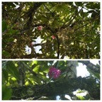 Orchidees pompon (Epidendrum) perchées sur les branches du majestueux Bois de fer - 20230531_120944.jpg