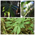 Procris pedunculata - URTICACEAE - Indigene Reunion (en haut) - ELATOSTEMA fagifolium - URTICACEAE - Endemique Reunion (en bas) -20230531_120641.jpg