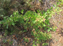 1 Rhus longipes Engl - Faux poivrier blanc - Anacardiaceae - Afrique australe et de l'Est