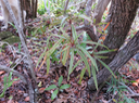 22 Foetidia mauritiana Lam. - Bois puant - Lecythidaceae - Endémique Réunion et Maurice juvénile