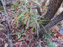 23 Foetidia mauritiana Lam. - Bois puant - Lecythidaceae - Endémique Réunion et Maurice juvénile