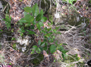 24 Securinega durissima - Bois dur/Corce rouge/Bois de pêche marron - Euphorbiacées > Phyllanthaceae- Indigène à La Réunion, à Maurice, à Madagascar (juvénile ; une feuille pointue, d'autres arrondies ; pétiole orange ou rouge très court)