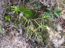 28 Rhipsalis baccifera (J.S. Muell.) Stearn - La perle - Cactaceae - Indigène La Réunion