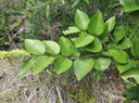 31 Securinega durissima - Bois dur/Corce rouge/Bois de pêche marron - Euphorbiacées > Phyllanthaceae- Indigène à La Réunion, à Maurice, à Madagascar