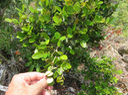 32 Eugenia buxifolia - Bois de nèfles à petites feuilles - Myrtacée