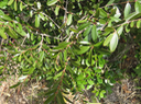 34  Pleurostylia pachyphloea - Bois d'olive gros peau - Célastracée - B juvénile
