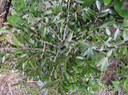 35 Pleurostylia pachyphloea - Bois d'olive gros peau - Célastracée - B  (juvénile)