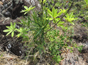 4 Secamone volubilis (Lam.) Marais. - Liane bois d'olive - Apocynaceae - Endémique La Réunion et Maurice.