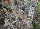 41 Erythroxylum hypericifolium Lam. - Bois d'huile - Erythroxylaceae - Endémique Réunion, Maurice