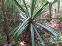 5 Furcraea foetida - Choca vert  - - Asparagaceae - Amérique centrale et Caraïbes