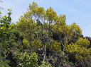 50 Erythroxylum hypericifolium Lam. - Bois d'huile - Erythroxylaceae - Endémique Réunion, Maurice
