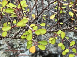 Erythroxylum hypericifolium Bois d'huile P1470184