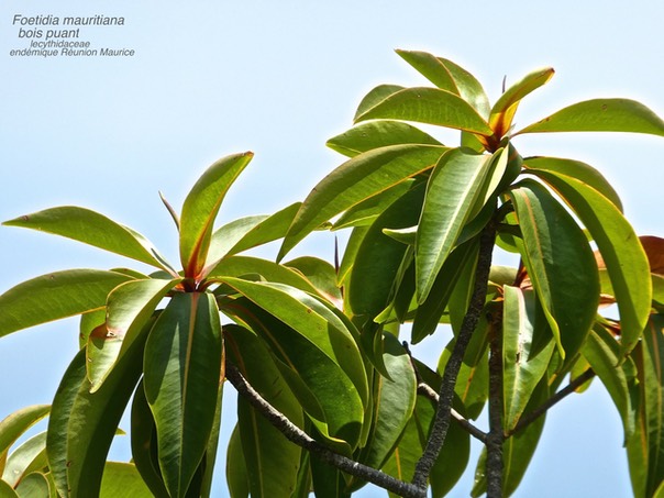 Foetidia mauritiana . bois puant P1470262