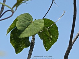 Obetia ficifolia . Bois d'ortie P1470088