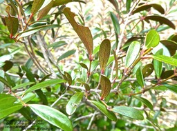 Pleurostylia pachyphloea . Bois d'olive grosse peau P1470162