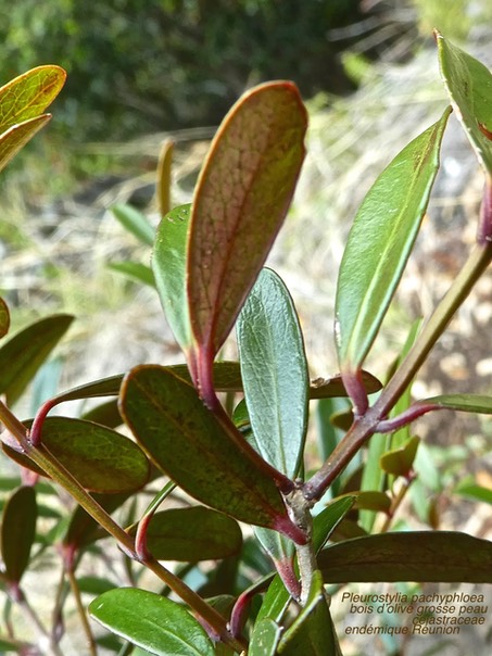 Pleurostylia pachyphloea .bois d'olive grosse peau P1470164