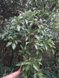 53 2 Ficus densifolia grand affouche Moracee DSC09398 (1)
