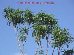 Bois de chenille- Psiadia laurifolia - Astéracée - B