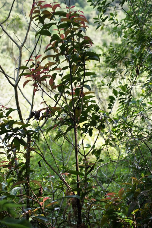 Bois de pomme rouge- Syzygium cymosum-  Myrtacée - BM