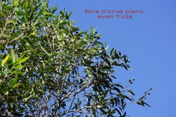 Bois d'olive blanc - Olea europaea - Oléacée - I