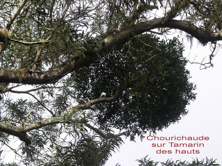 Chourichaude - Viscum triflorum sur Tamarin des hauts