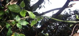 Clématis mauritiana- Ranunculacée - I
