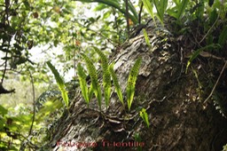 Fougère Ti-lentille - Lepisorus excavata -Polypodiacée - I