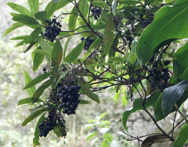 Fruits du Bois de raisin