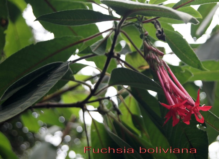 Fuchsia boliviana - Onagracée - exo