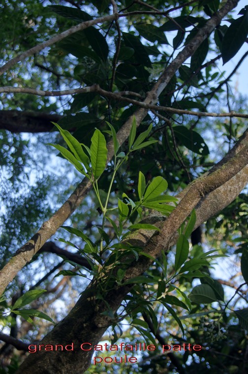 Grand Catafaille patte poule - Melicope obtusifolia - Rutacée - B