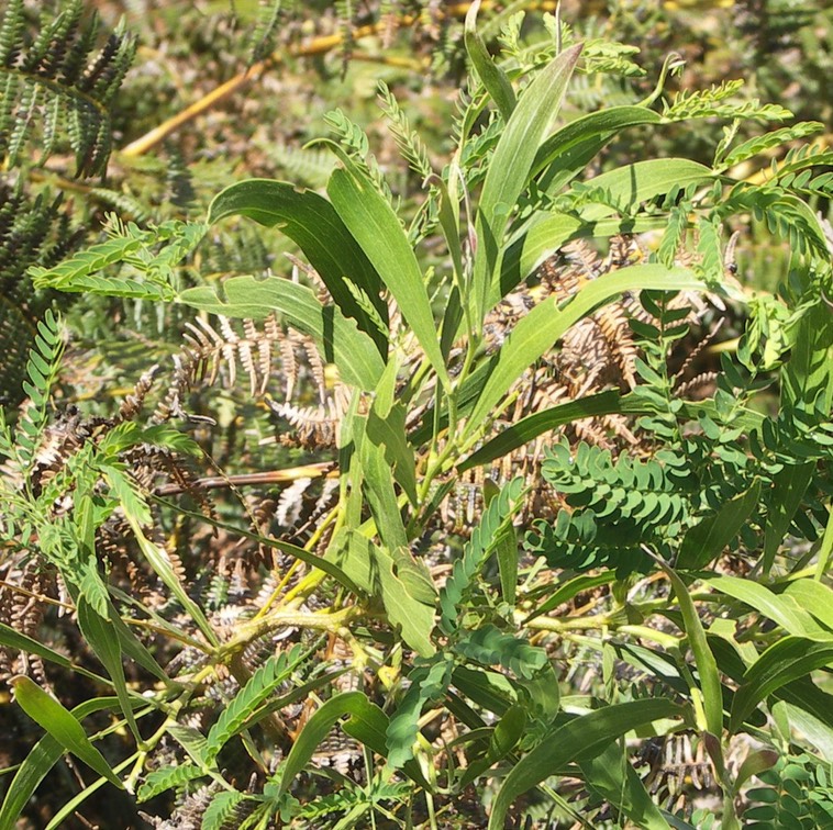 Hétérophyllie chez le Tamarin des hauts - Acacia heterophylla- Fabacée - B