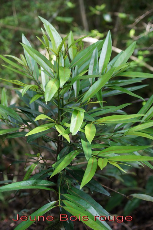Jeune Bois rouge - Cassine orientalis - Célastracée - B M R