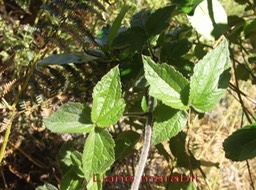 Liane marabit - Clematis mauritiana - Ranunculacée - I