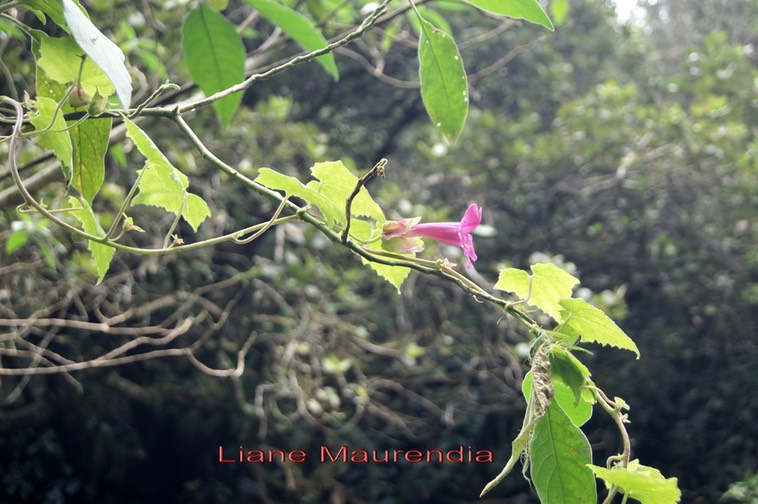 Liane Maurendia - Lophospermun erubescens-   exo